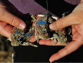 Images:Horned Lizard Transmitters